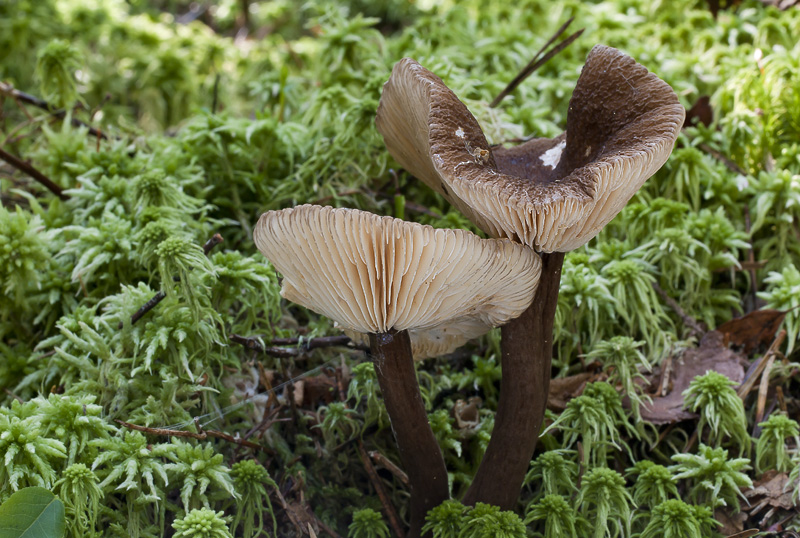 Lactarius lignyotus